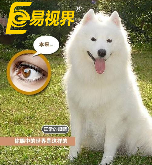 不一樣的眼病，不一樣的世界