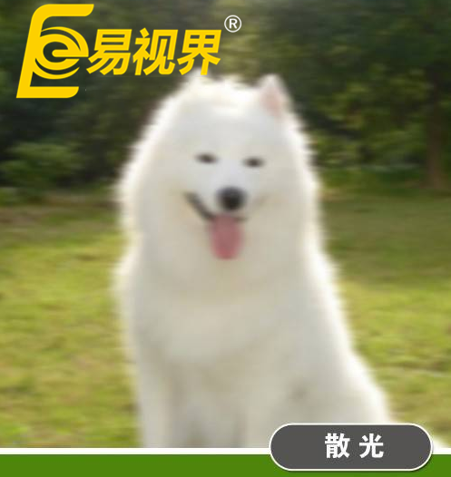 不一樣的眼病，不一樣的世界